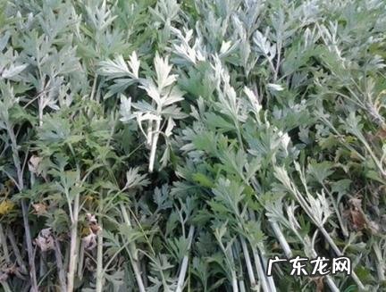 艾草为啥不能种在家里 艾草为啥不能种在家里面