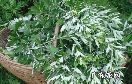 艾草为啥不能种在家里 艾草为啥不能种在家里面