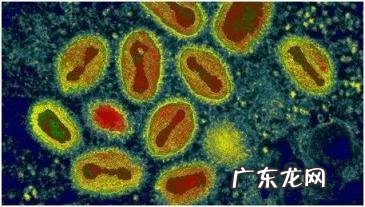 美国大片猴子病毒感染 美国猴痘病毒会传染吗视频