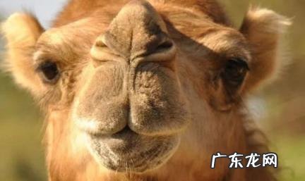 骆驼能跑多快 骆驼能跑多快?