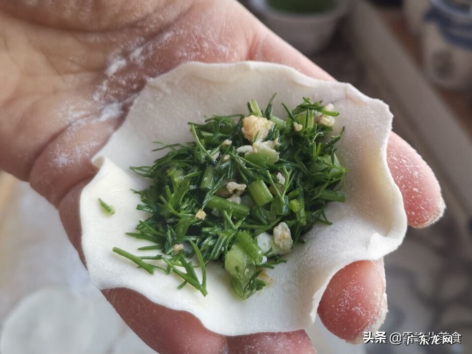 茴香苗图片 小茴香苗图片