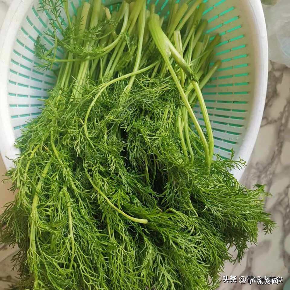 茴香苗图片 小茴香苗图片