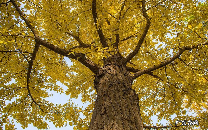 真实的慈禧太后的陵墓 清宫秘史慈禧太后与光绪风水斗法