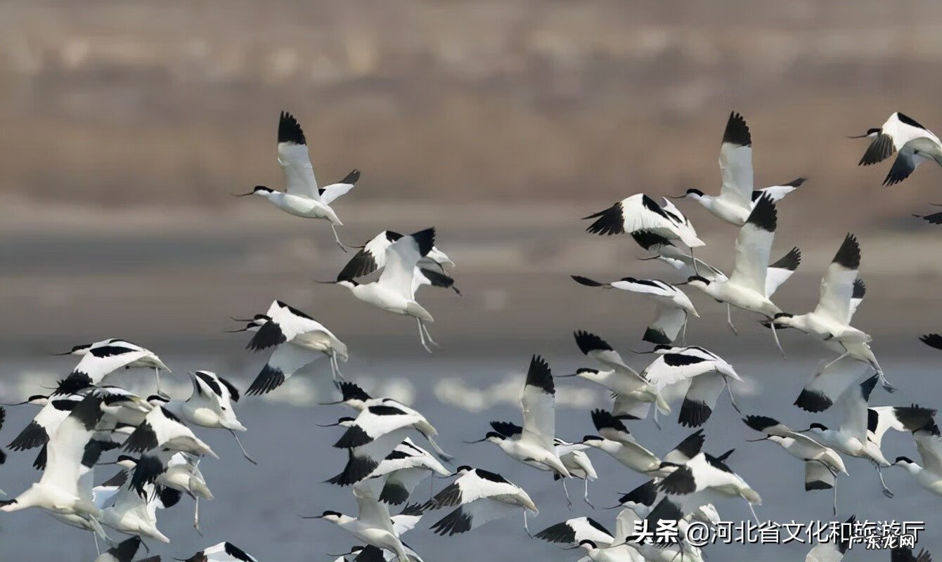 渤海湾气象 渤海湾的图片