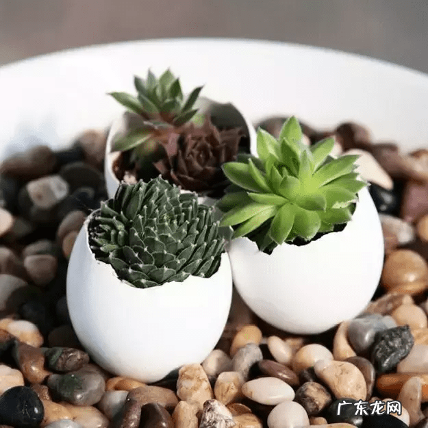 鸡蛋壳的妙用作文