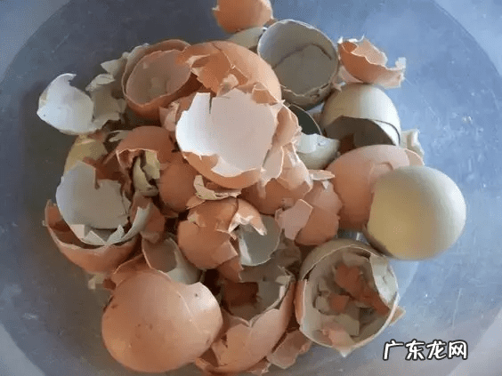 鸡蛋壳的妙用作文
