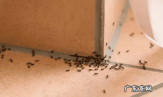 鸡蛋壳的妙用作文