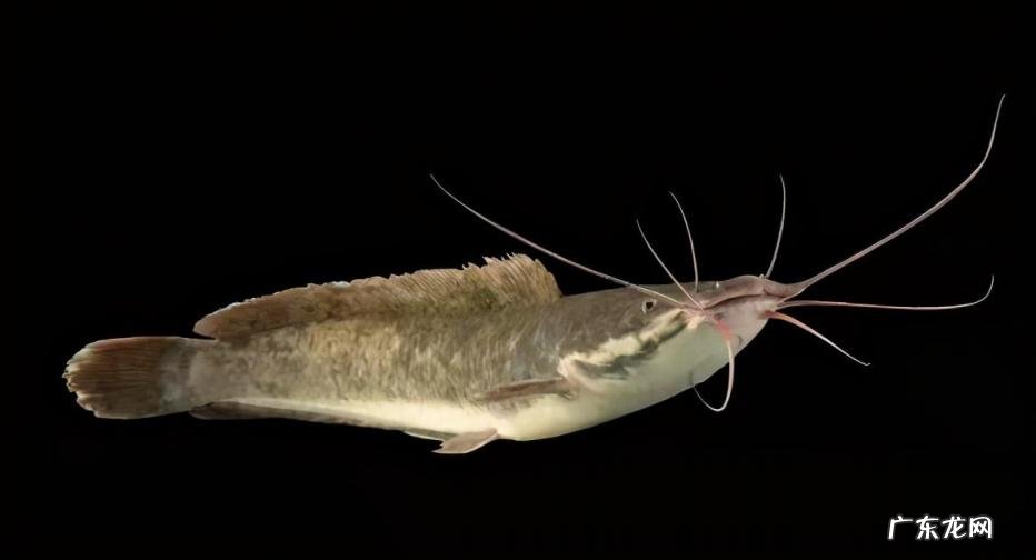 什么鱼最好养 淡水观赏鱼什么鱼最好养殖