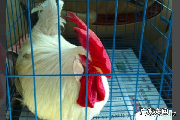 小鸡的饲养方法及训练方法?