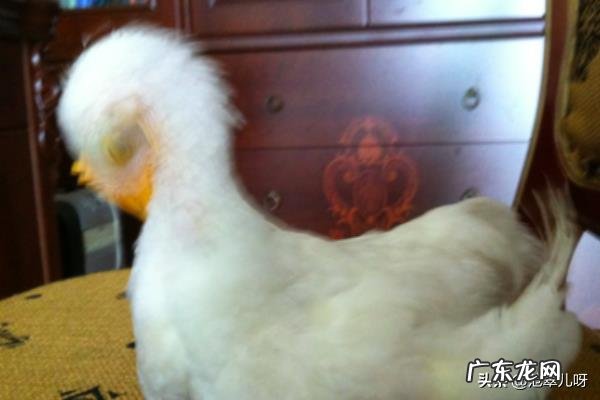 小鸡的饲养方法及训练方法?