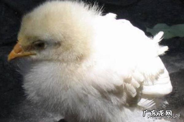 小鸡的饲养方法及训练方法?