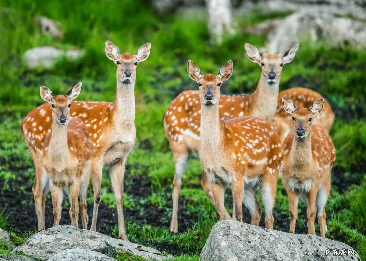 梅花鹿用英语怎么说 梅花鹿 的英文