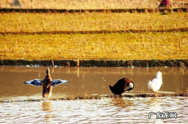 办公椅后背风水 背靠鱼塘 风水
