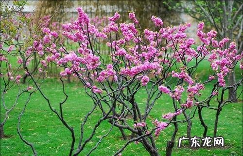 桃树风水起什么作用 桃子的风水说法