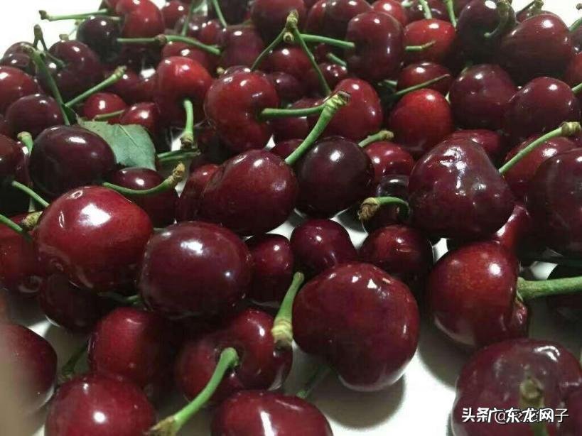 车厘子和樱桃的区别详细介绍一下 车厘子与樱桃的区别图