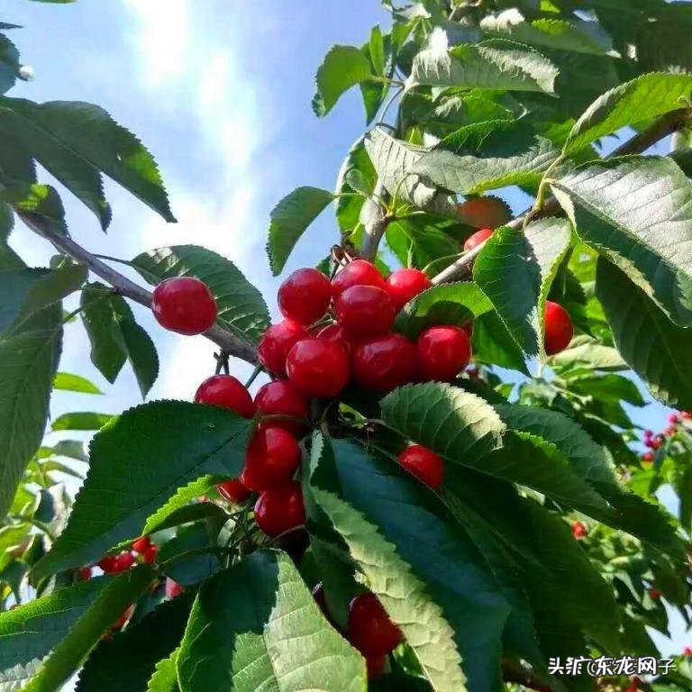 车厘子和樱桃的区别详细介绍一下 车厘子与樱桃的区别图