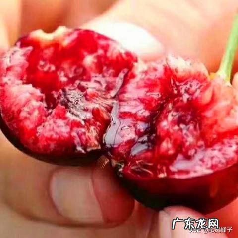 车厘子和樱桃的区别详细介绍一下 车厘子与樱桃的区别图