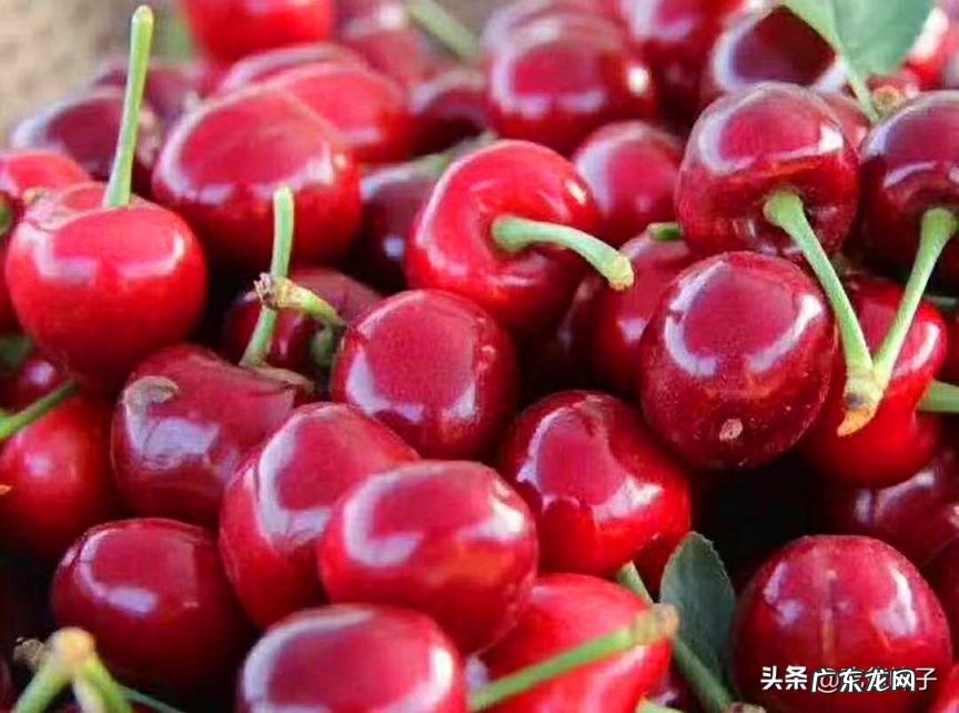 车厘子和樱桃的区别详细介绍一下 车厘子与樱桃的区别图