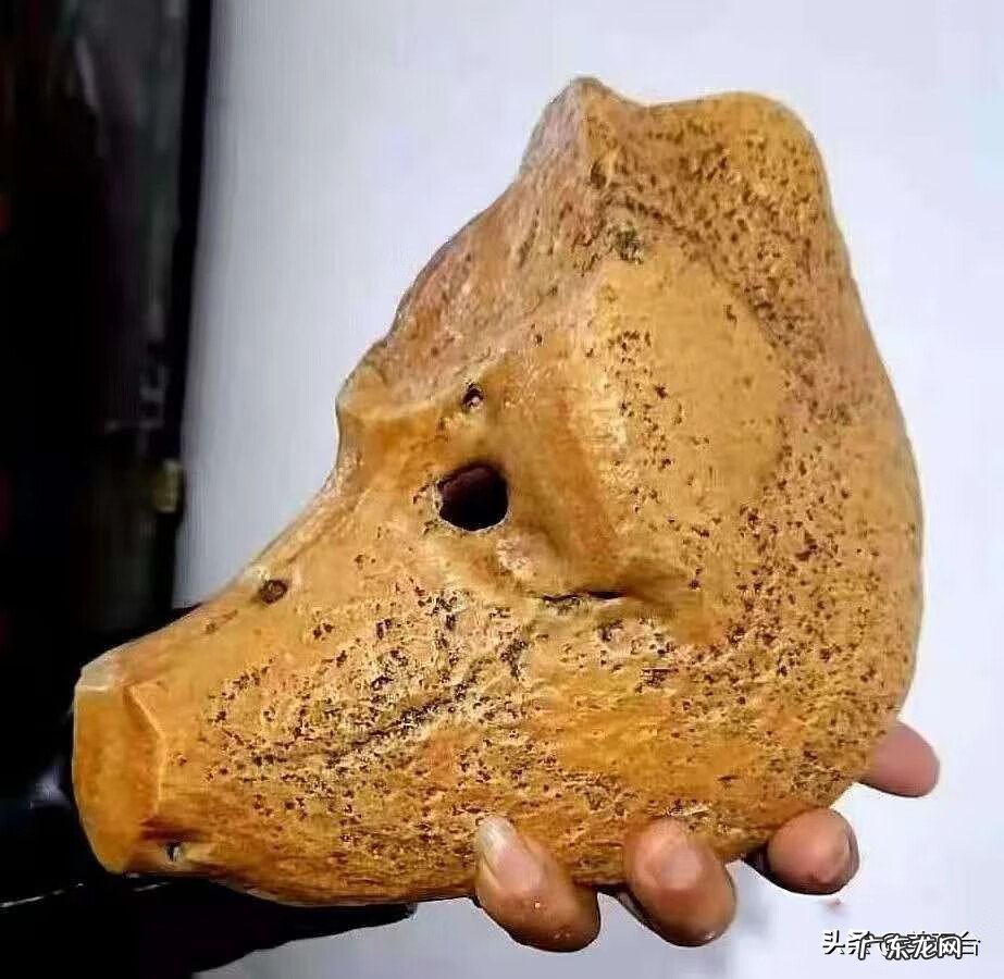 猪头头像 猪头形状的奇石