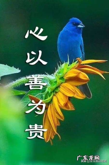 属兔的最大缺点是什么?