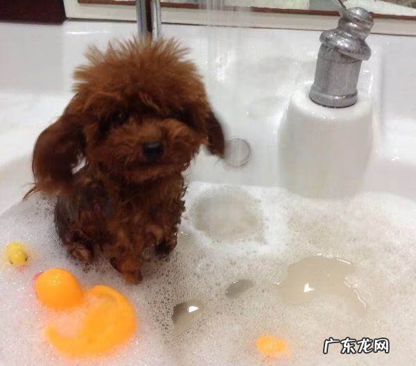 黑色茶杯泰迪狗图片 茶杯泰迪狗的图片