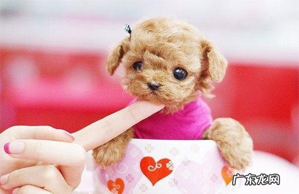 黑色茶杯泰迪狗图片 茶杯泰迪狗的图片