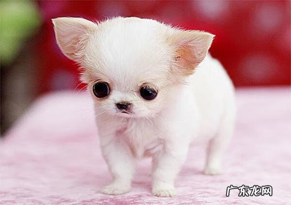 黑色茶杯泰迪狗图片 茶杯泰迪狗的图片