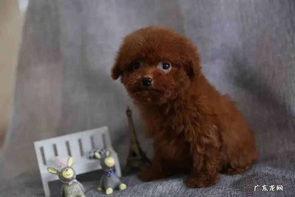 黑色茶杯泰迪狗图片 茶杯泰迪狗的图片