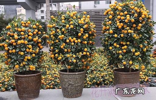 盘子在风水上代表什么 镇宅风水盘子摆放