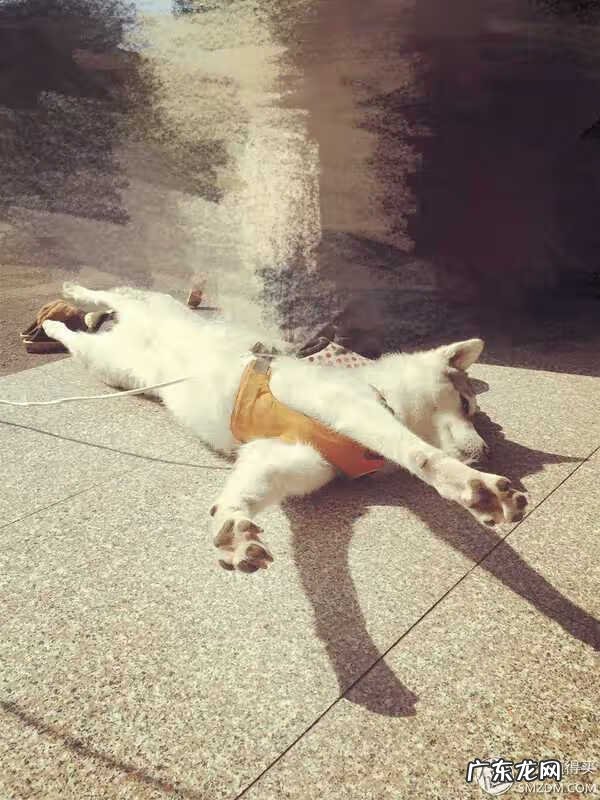 福来恩是哪个厂家 福来恩真假辨别