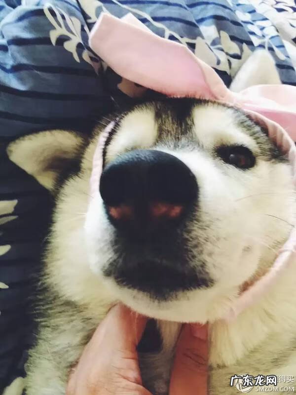 福来恩是哪个厂家 福来恩真假辨别