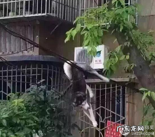 福来恩是哪个厂家 福来恩真假辨别