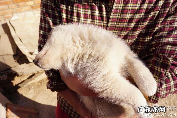 福来恩是哪个厂家 福来恩真假辨别