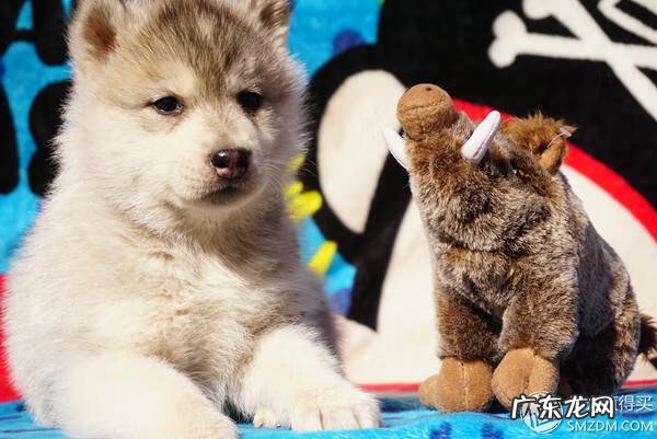 福来恩是哪个厂家 福来恩真假辨别