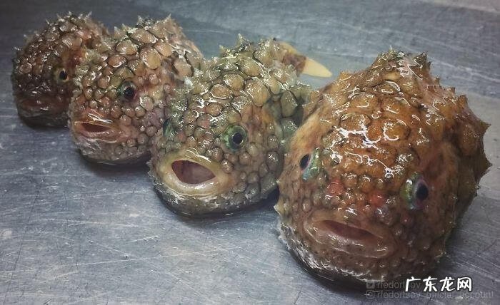 海鱼包括哪些鱼 海里的鱼有多少种