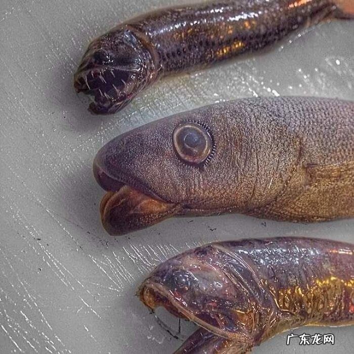 海鱼包括哪些鱼 海里的鱼有多少种