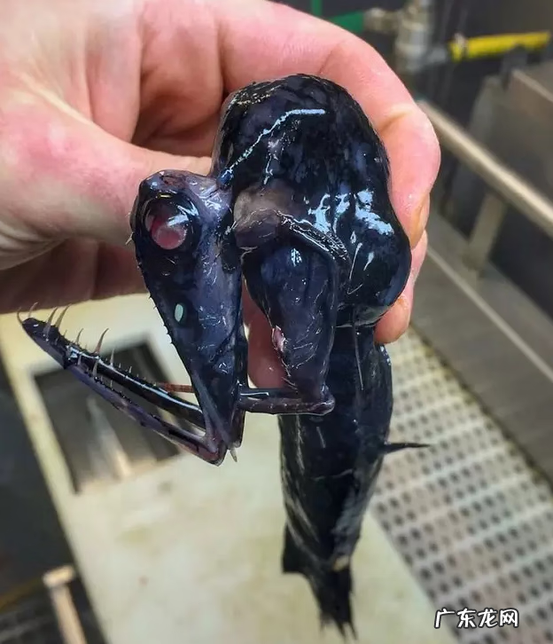 海鱼包括哪些鱼 海里的鱼有多少种