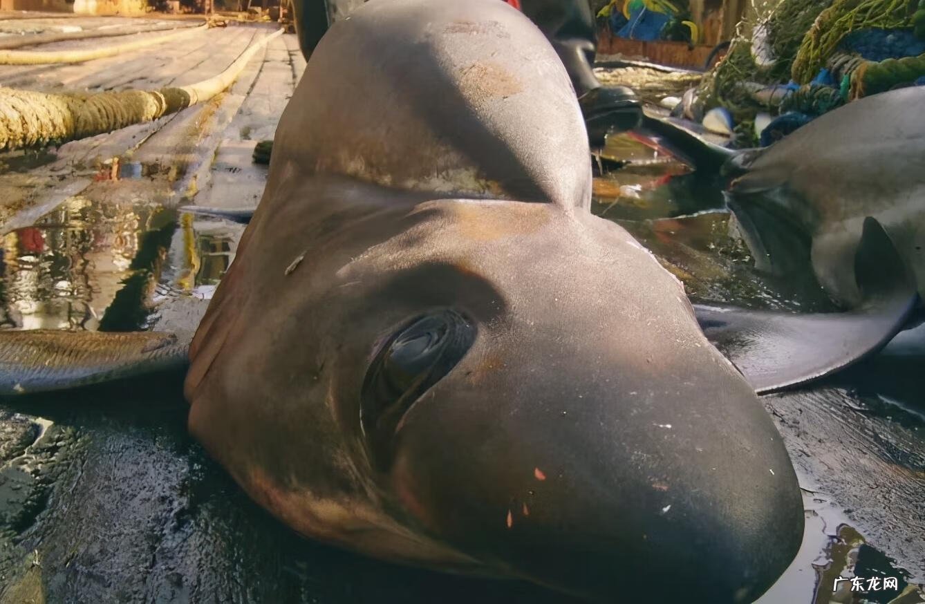 海鱼包括哪些鱼 海里的鱼有多少种