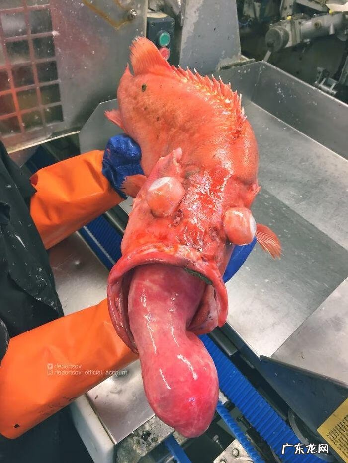 海鱼包括哪些鱼 海里的鱼有多少种