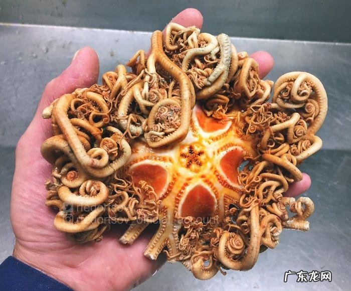 海鱼包括哪些鱼 海里的鱼有多少种