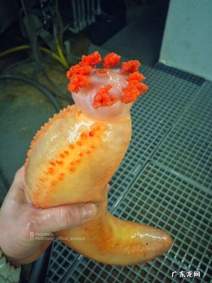 海鱼包括哪些鱼 海里的鱼有多少种