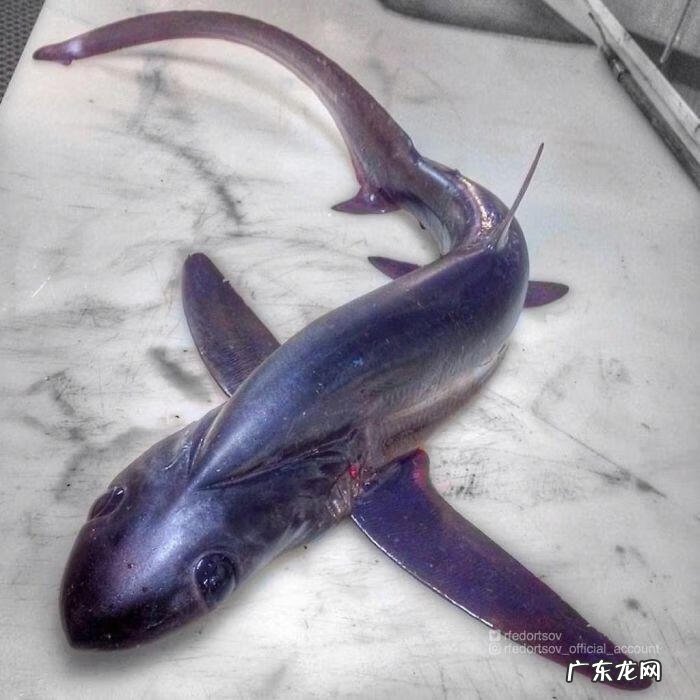 海鱼包括哪些鱼 海里的鱼有多少种