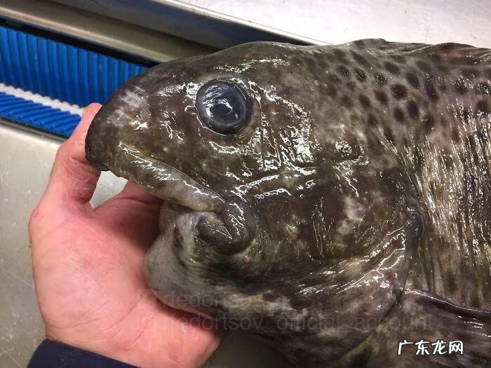 海鱼包括哪些鱼 海里的鱼有多少种