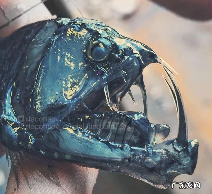 海鱼包括哪些鱼 海里的鱼有多少种