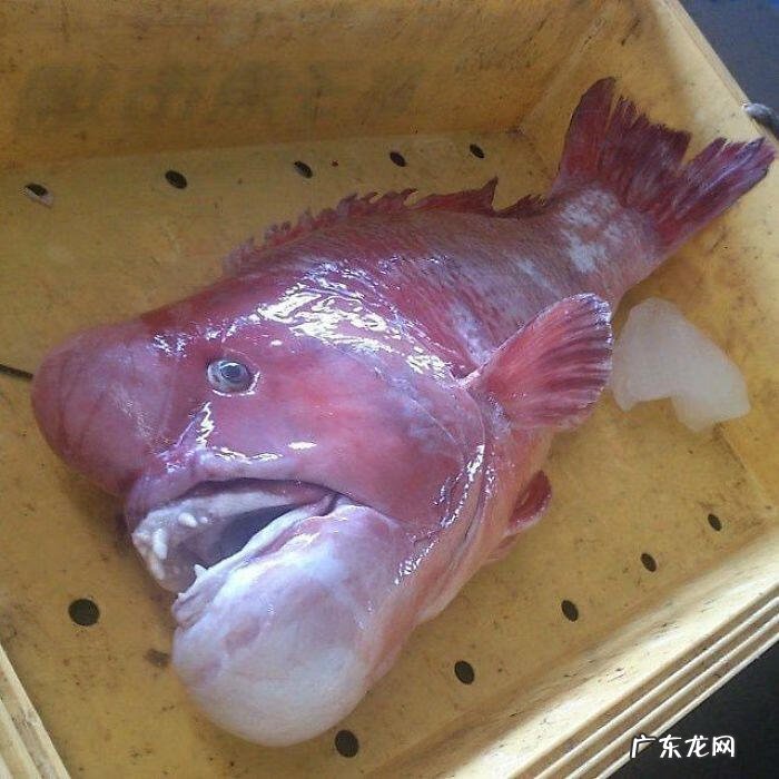 海鱼包括哪些鱼 海里的鱼有多少种