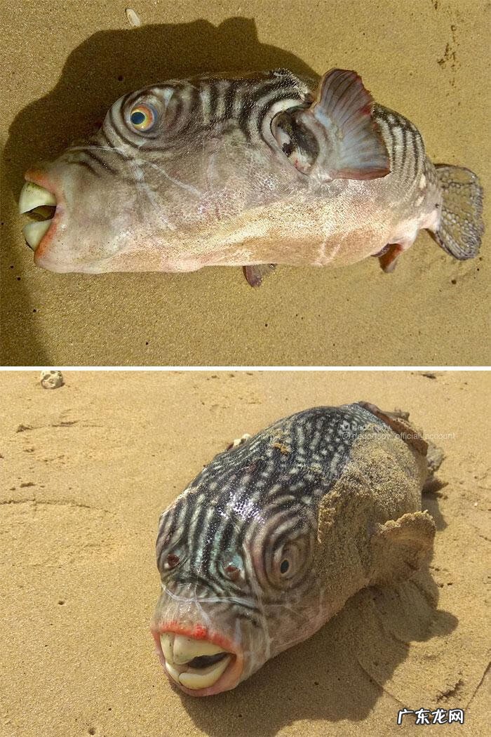 海鱼包括哪些鱼 海里的鱼有多少种