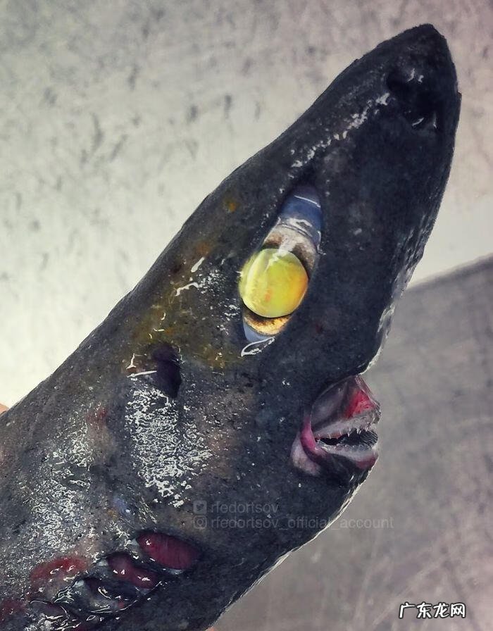 海鱼包括哪些鱼 海里的鱼有多少种