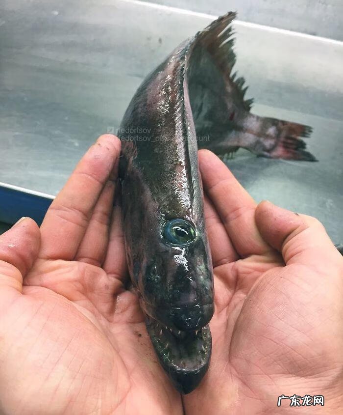 海鱼包括哪些鱼 海里的鱼有多少种