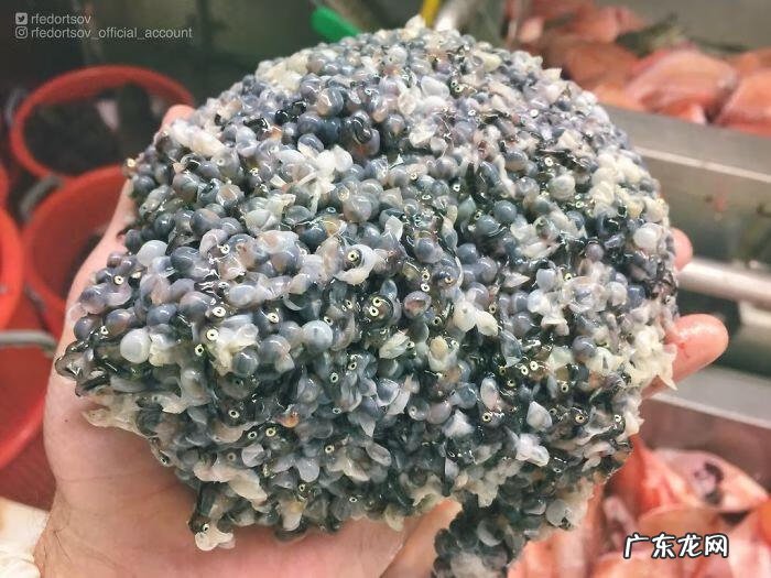 海鱼包括哪些鱼 海里的鱼有多少种