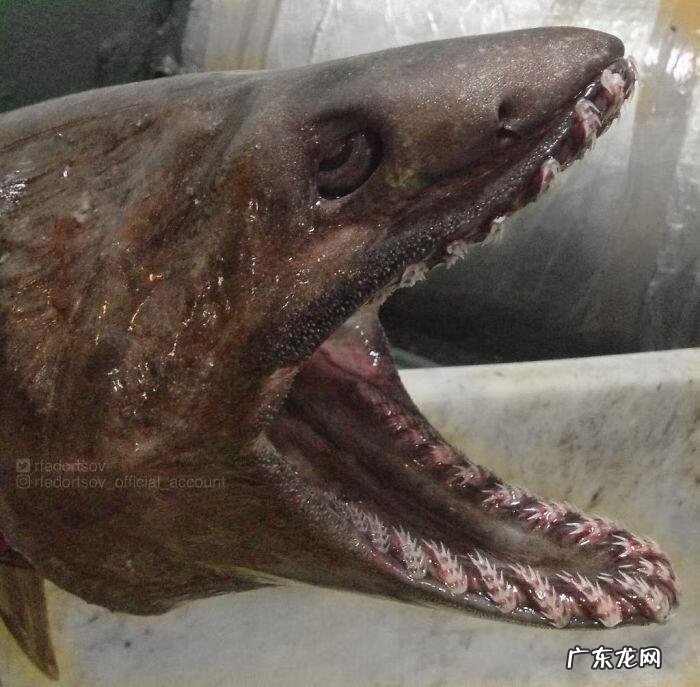 海鱼包括哪些鱼 海里的鱼有多少种